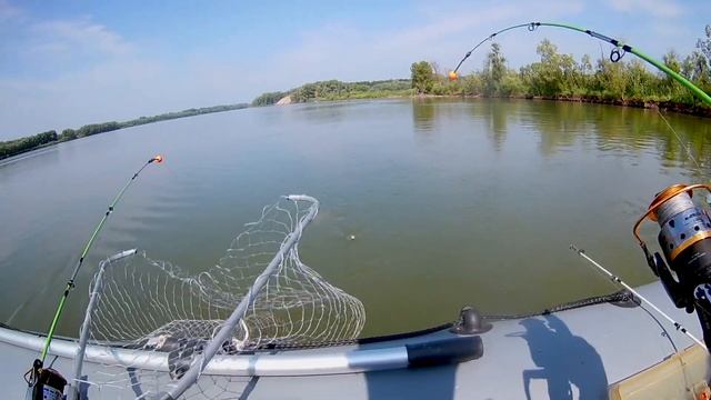 Огромный ЯЗЬ. Где такие водятся? смотреть онлайн