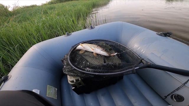 RONIN RUSH INSIDER TRAVELLER ROCK FISH 644UL