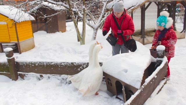 Окружение КП Александрийский Парк. Контактный зоопарк Курочка Ряба. смотреть онлайн