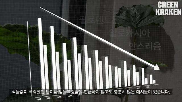 Sub)식물 재테크 하지마세요. 몬스테라 알보가 우리에게 고통을 주는 이유. 희귀식물 식테크 노하우 смотреть онлайн