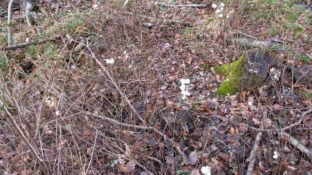 Что это такое? Ягода? Я нашёл это в лесу 1 января 2024 года. смотреть онлайн