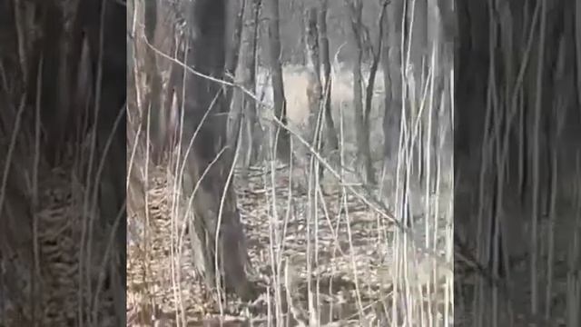 В Приморье инспекторы встретили амурского тигра на лесной тропе смотреть онлайн