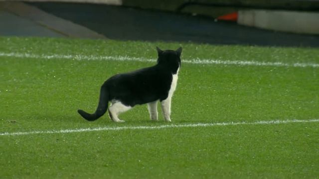 Animals on the Football Pitch | Животные на футбольном поле | Funny Moments смотреть онлайн