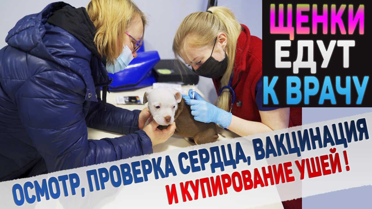 6 щенков от Васи и Тэда едут в ветеринарную клинику купировать уши! смотреть онлайн