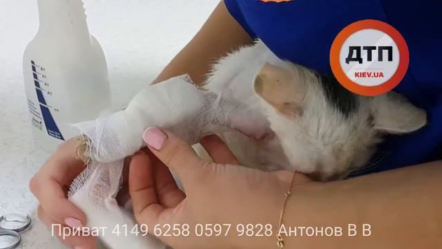 14.08.2017 ФИЛЯ ПЕРЕВЯЗКА В КЛИНИКЕ РЫЖИЙ КОТ КИЕВ НАУКИ 78 2 смотреть онлайн