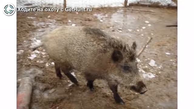 Охота в Ярославской области – Богородское охотхозяйство охота на лося в Ярославской области смотреть онлайн