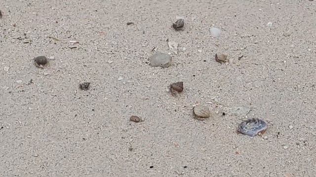 PEARL FARM BEACH RESORT - Samal Island, Davao - Pools and Beach side Review смотреть онлайн