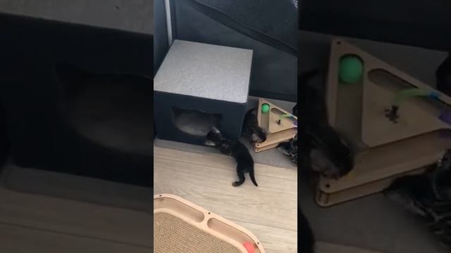 Вольер для котят с крышей-сеткой смотреть онлайн