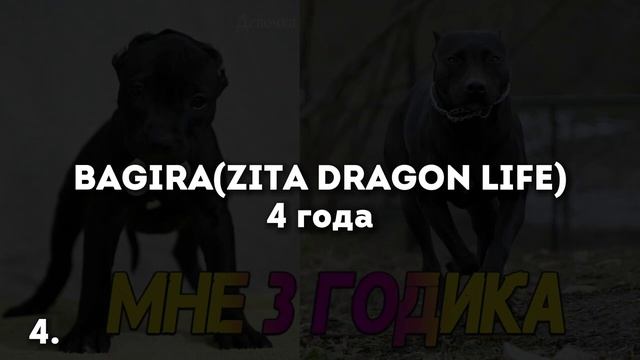 Родословная собак «Питбули Dragon Life». Халк, Муса, Кияра, Буля,Спайк,Багира. смотреть онлайн