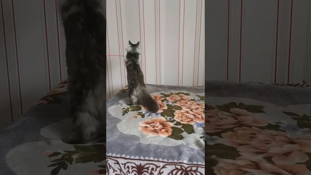 Котик Чёрный Мрамор на серебре. смотреть онлайн