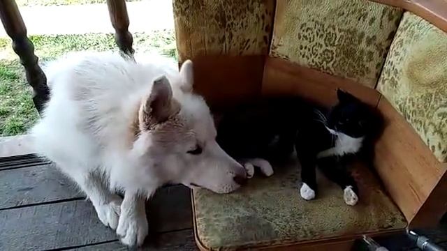 любовь Аракса к кошке