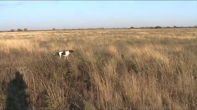 Английский пойнтер Юми,9 месяцев,натаска по перепелу, Крым. смотреть онлайн