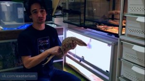 Капский варан