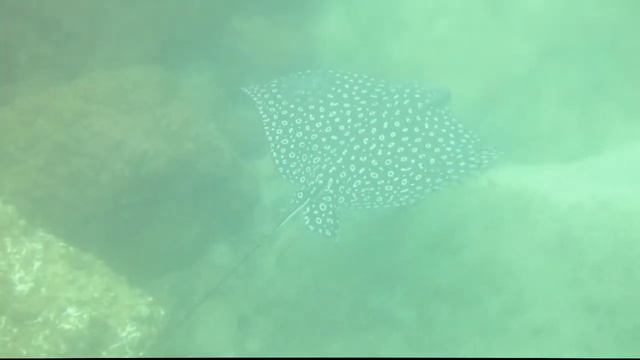 Mergulho - Raia Xita - Angra dos Reis смотреть онлайн