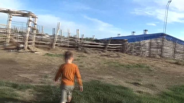 Купил два бычка симментала, привёз домой. С родословной. смотреть онлайн