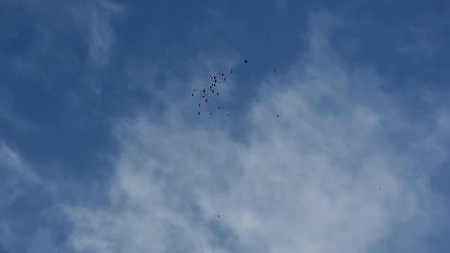 Голуби и Орлы в перелёт (Инстинкты)