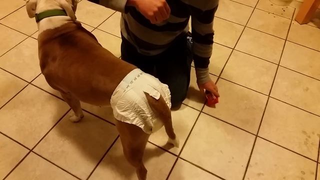 Simple Solutions Dog Diapers смотреть онлайн