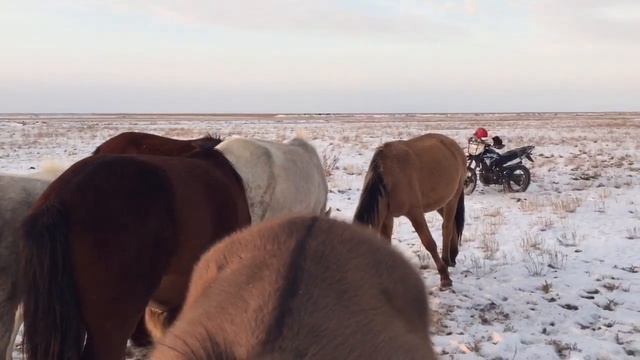 Жылқыда... 28.11.2021 #коневодство #лошади #жеребец #атаман #мойдень #хозяйство смотреть онлайн