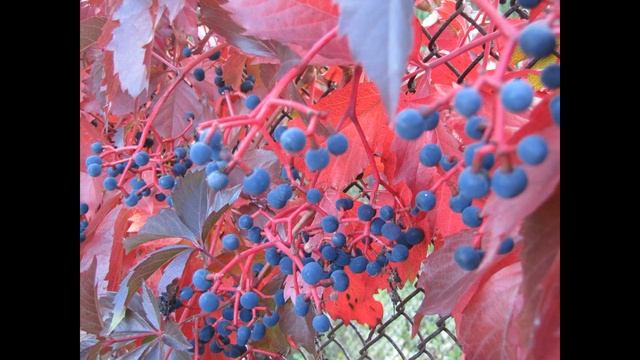 Дикий виноград (растения полезные и ядовитые для кроликов). смотреть онлайн