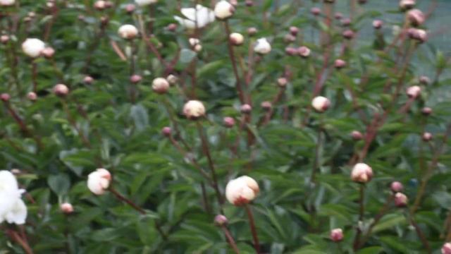 Boule De Neige | R2 Flowers | Peonies