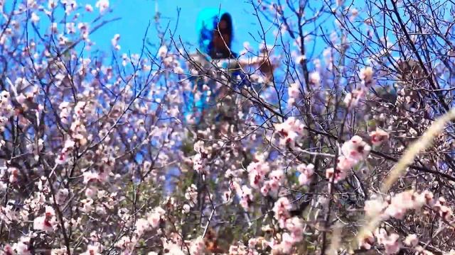 Забайкальский край. Река Онон, цветет абрикос. часть 2. смотреть онлайн