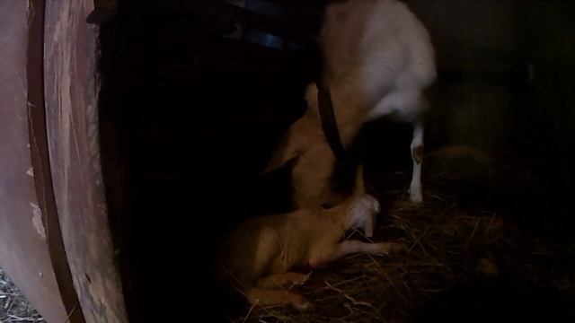 СХВАТКИ И ПЕРВЫЙ ОКОТ КОЗЫ/ВЫПОЙКА КОЗЛЯТ ИЗ ВЕДРА......