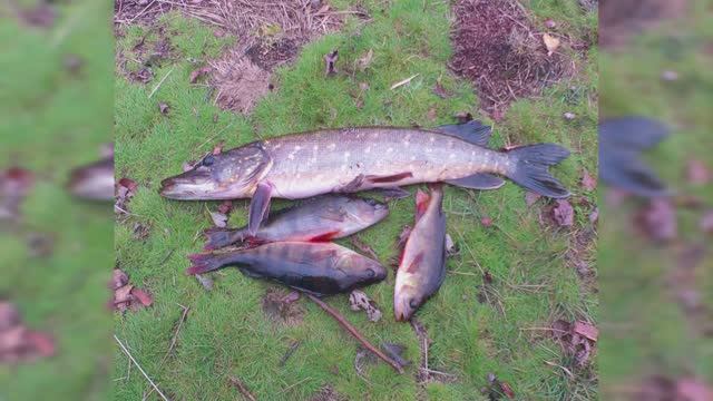 Осень 2023 (9) - Видит око, да зуб неймёт!