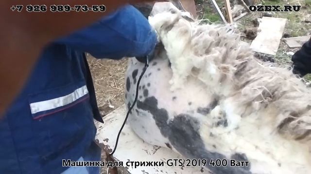 Проверка машинки для стрижки овец GTS 2019 400 Ватт