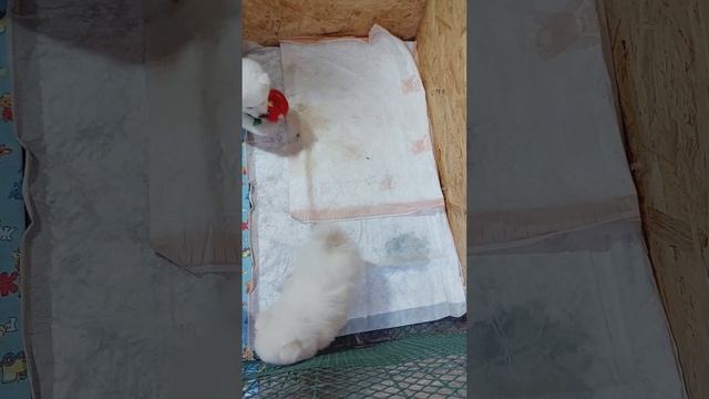 щенки японского шпица приучение к пеленке смотреть онлайн