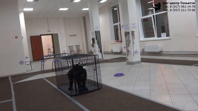 Приучаем собаку к клетке. 2 вариант. Шигаев Роман и ризеншнауцер Куба. Тольятти, 2 июля 2019. смотреть онлайн