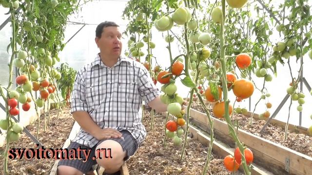 Сорта томатов для выращивания в теплице смотреть онлайн