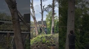 Как правильно валить деревья на даче и не повредить дом, спил деревьев профессионалами