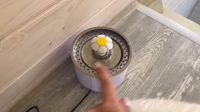 Мейн-КУН ОХРАНЯЕТ УЧАСТОК И НАПАДАЕТ НА КОТА смотреть онлайн