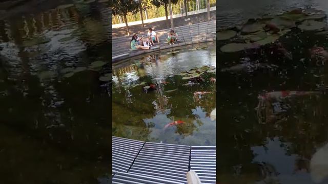 Рыбки в парке Галицкого смотреть онлайн