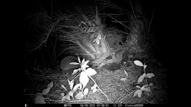 Climb the Tree - Spike the Hedgehog - 06 May 2021 смотреть онлайн