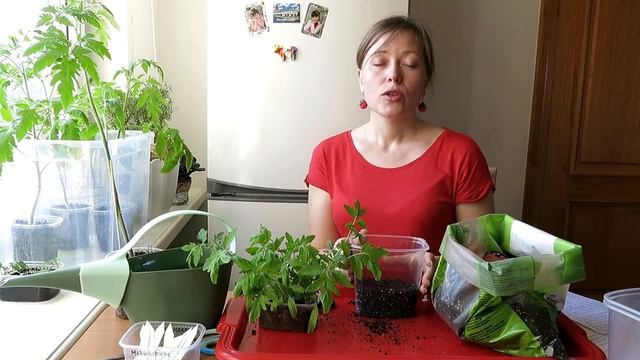 ТОМАТЫ в ПАКЕТАХ / ПРОСТО вырастим ПОМИДОРЫ. ? 2. Пересадка  / SIMPLY WAY TO GROW TOMATOES