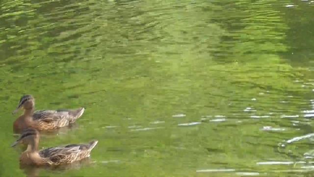 Александровский дворец. Последний дом Романовых в Царском Селе. смотреть онлайн