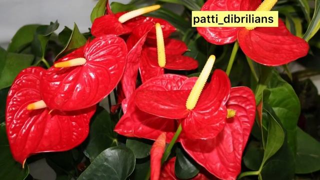 МУЖСКОЕ СЧАСТЬЕ! АТУРИУМ УХОД!ЧТО БЫ ВАШ МУЖЧИНА БЫЛ СЧАСТЛИВ! смотреть онлайн