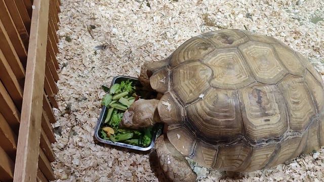 ЭкЗоопарк в ТЦ Рио(3) смотреть онлайн