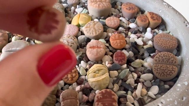 Литопсы/ Lithops. Хирургическая борьба с морщинами у литопса. 25.05.2023. смотреть онлайн