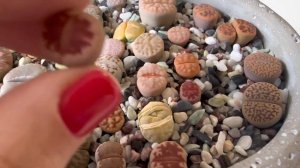Литопсы/ Lithops. Хирургическая борьба с морщинами у литопса. 25.05.2023.
