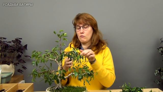 Бонсай из фикуса Бенджамина (ч.8). смотреть онлайн