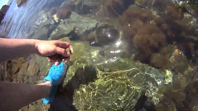 Бесплатные деликатесы или подножный корм. Морская еда во Владивостоке. смотреть онлайн