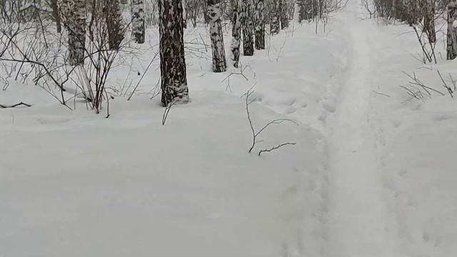 Омск. Косули около гостиницы Иртыш. 2024.01.26 смотреть онлайн