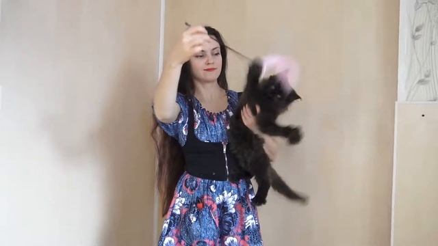 ЛИРИКУМ Нарцисса Бестовна / шикарная девочка мейн-кун 3 месяца смотреть онлайн