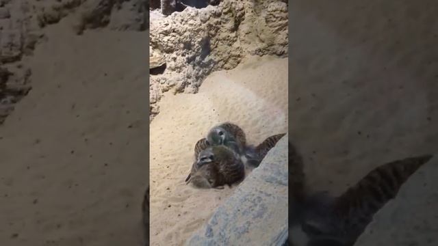 В мире животных часть 1. Сурикат смотреть онлайн