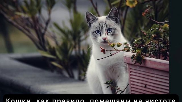 Интересные факты о котах . Кошки Животные. смотреть онлайн