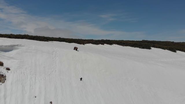 Fallen Bear Cub Climbs Back to Mama|| ViralHog смотреть онлайн