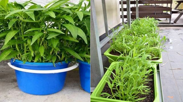 How to grow Water convolvulus for free in home 2019 смотреть онлайн