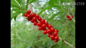 Опасности лета. Ядовитые ягоды.